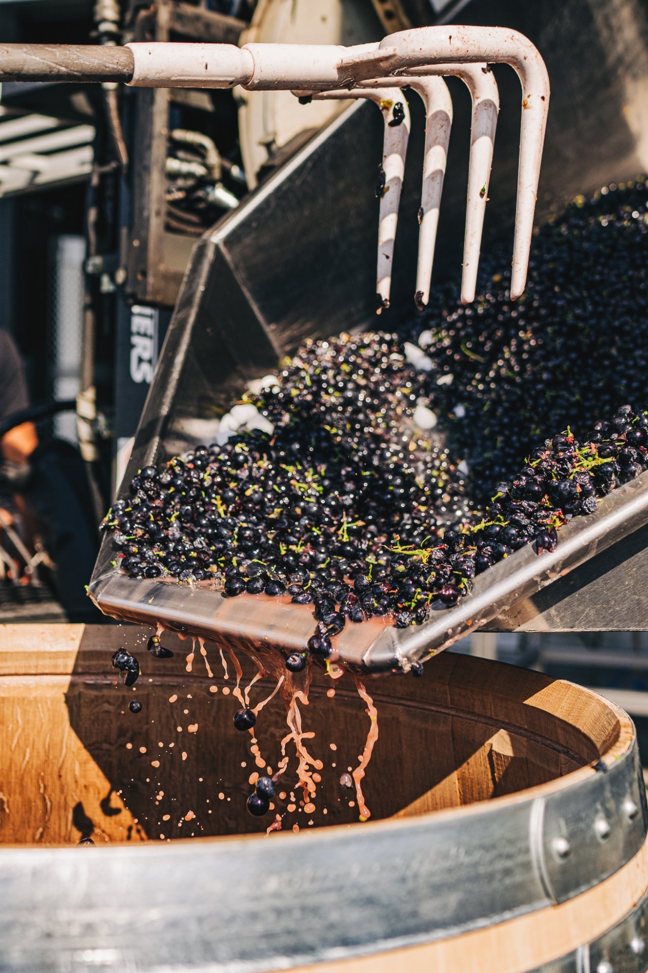 Grapes being poured from a steel chute into an oak fermenter