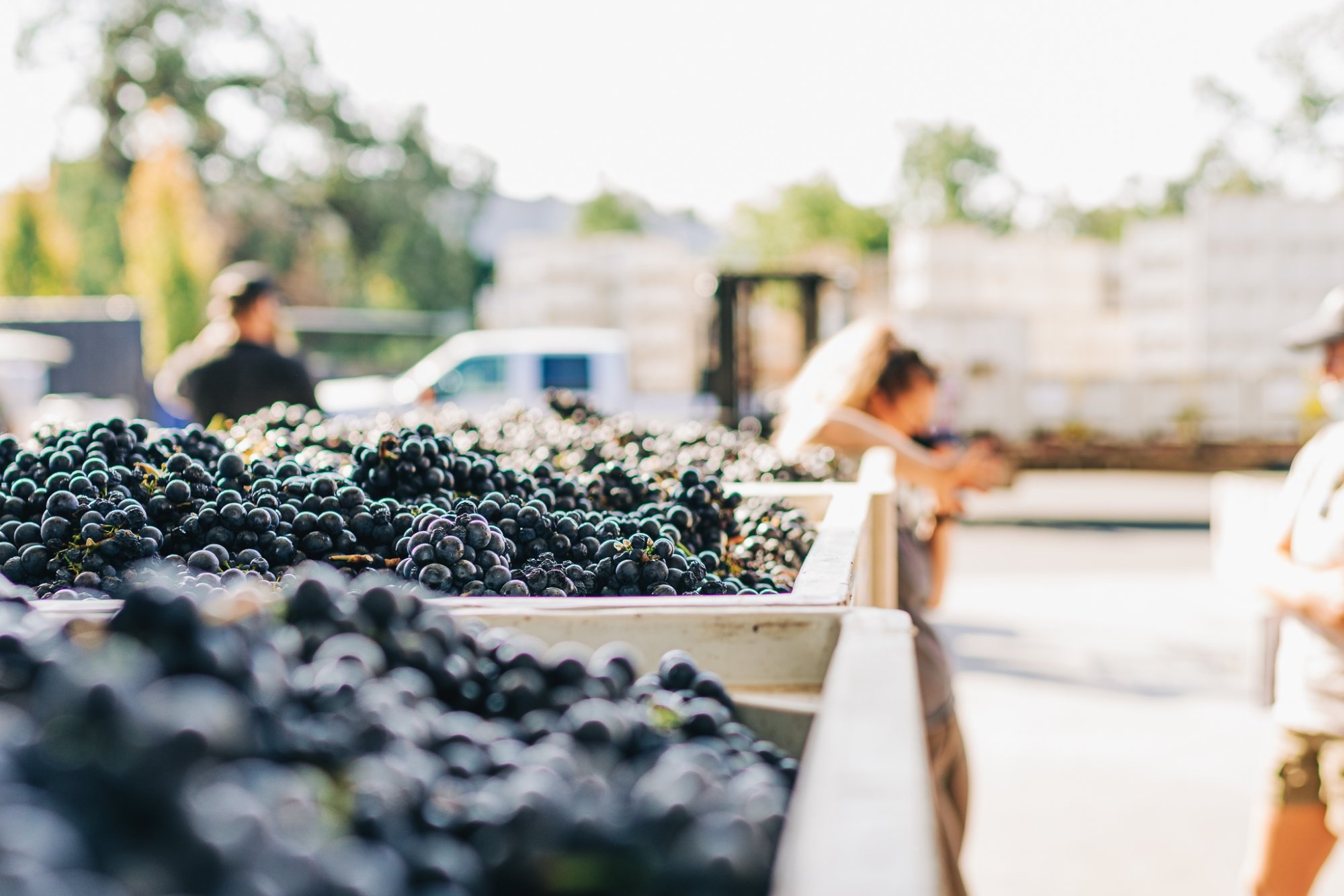 Bins of freshly harvested grapes arriving at the Bin to Bottle crush pad in Napa Valley