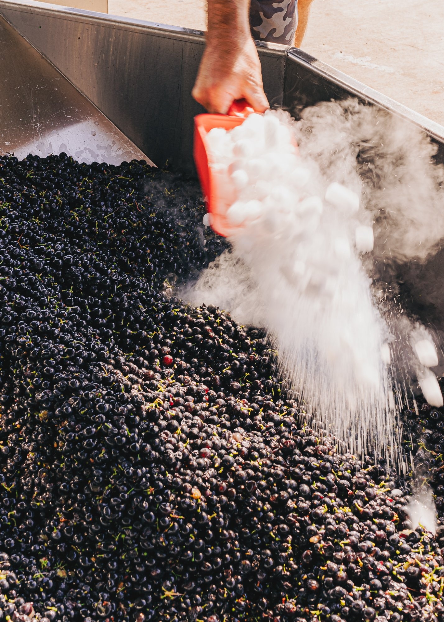 Dry ice being added to freshly harvested grapes to control fermentation temperature
