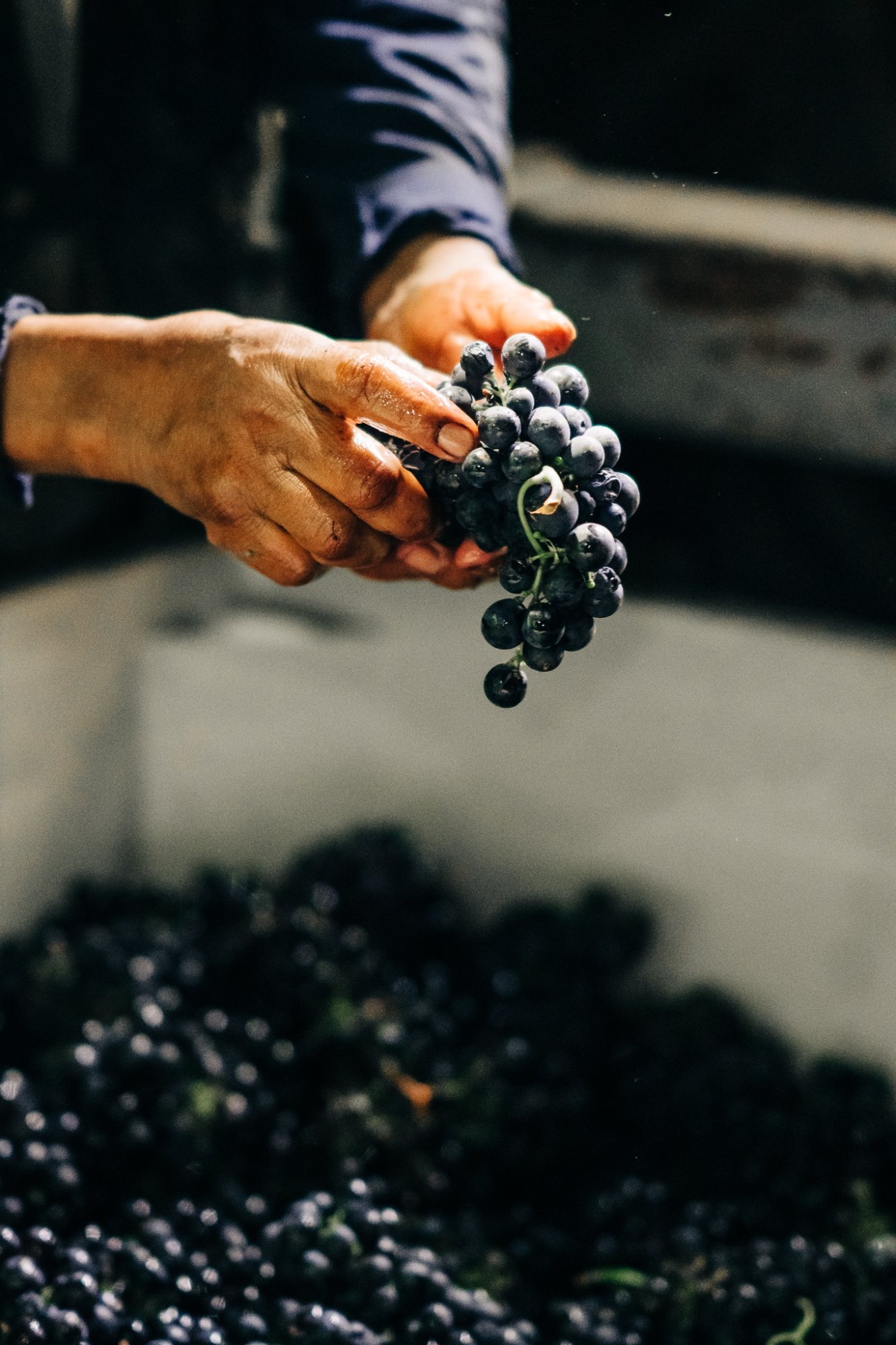 Winemaker's hands inspecting a cluster of dark grapes during harvest at Bin to Bottle in Napa Valley